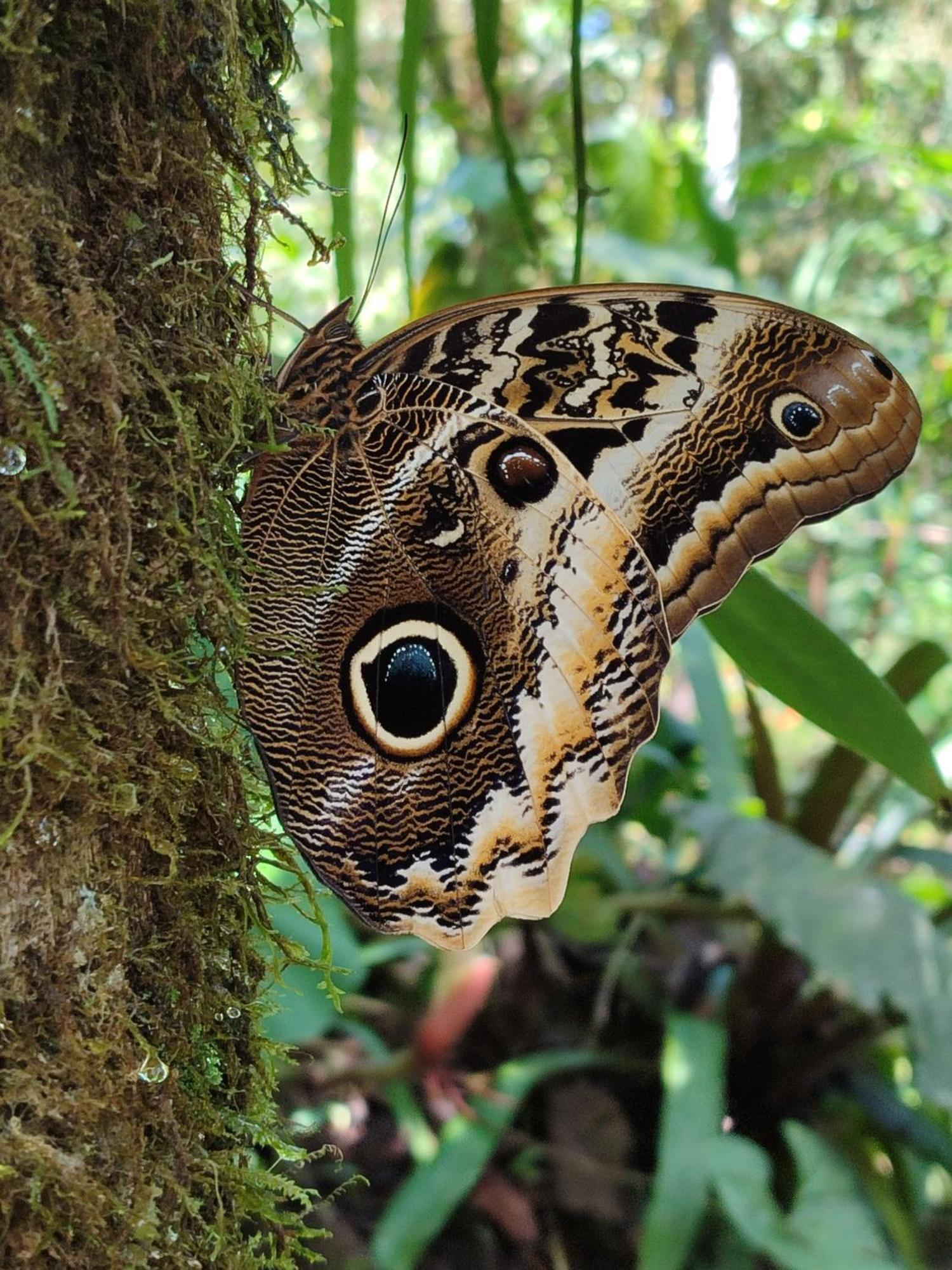 Mindo Garden Lodge And Wildlife Reserve Εξωτερικό φωτογραφία