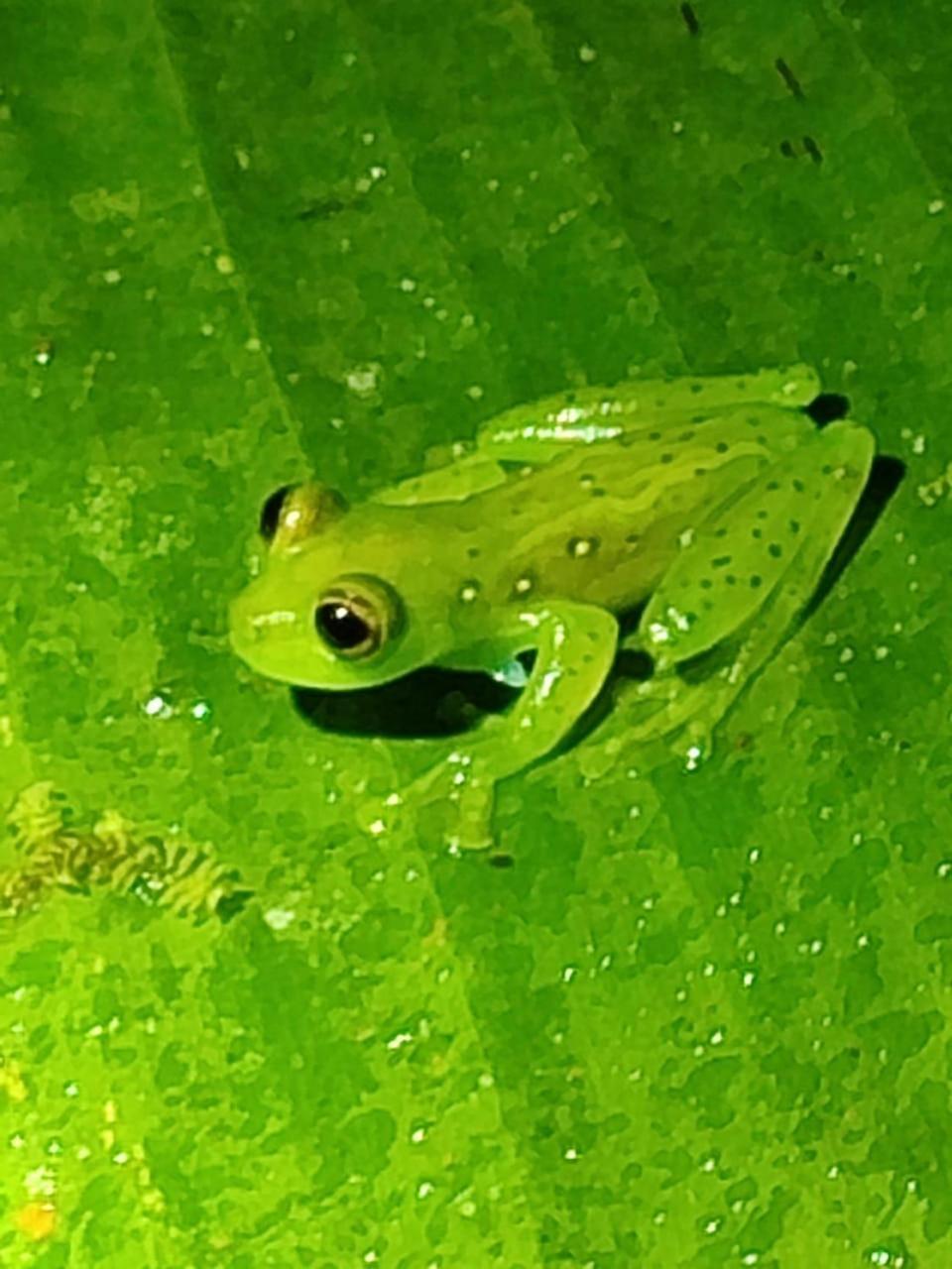 Mindo Garden Lodge And Wildlife Reserve Εξωτερικό φωτογραφία